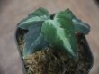 画像3: Aglaonema pictum multicolor "lvl 5.0"  from Sibolga timur【HW0819-05c】