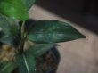 画像3: Aglaonema vittatum from Pulau Lingga【HW0622-03】