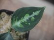 画像2: Aglaonema pictum multicolor "Burn"  from Sibolga timur【HW0818-06i】