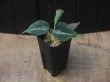 画像4: Aglaonema pictum "ちゃんぷーる" from Padang Sidempuan【AZ0322-1f】