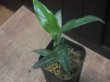 画像2: Aglaonema vittatum from Pulau Lingga【HW0622-03】