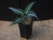 画像4: Aglaonema pictum  "ちゃんぷーる" HD from Aceh barat【AZ1021-4】