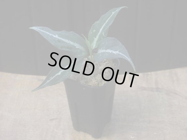 画像4: Aglaonema pictum  "ちゃんぷーる" HD from Aceh barat【AZ1021-4】