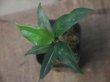 画像1: Aglaonema vittatum from Pulau Lingga【HW0622-03】