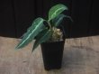 画像4: Aglaonema pictum "ちゃんぷーる" HD  from Aceh barat【AZ1019-2b】