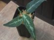 画像1: Aglaonema pictum "Multicolor 蒼" HD from Aech barat【AZ0420-1a】