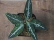 画像1: Aglaonema pictum "ちゃんぷーる"　HD  from Aceh barat【AZ0420-1a】