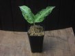 画像5: Aglaonema pictum  "Green Cat" JKT from Aceh【AZ0215-1】