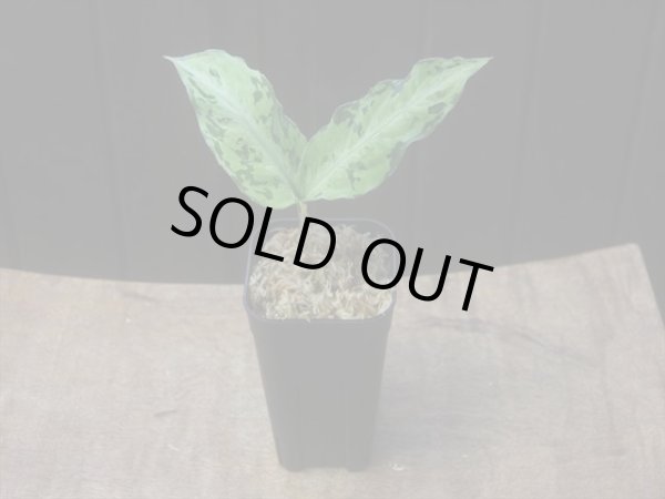 画像5: Aglaonema pictum  "Green Cat" JKT from Aceh【AZ0215-1】