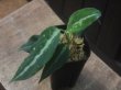 画像2: Aglaonema pictum "ちゃんぷーる" HD  from Aceh barat【AZ1019-2b】