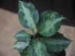 画像2: Aglaonema pictum "NIRVASH"  from Pulau Nias【AZ0611-3】ver MES