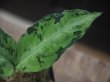 画像3: Aglaonema pictum  "Green Cat" JKT from Aceh【AZ0215-1】