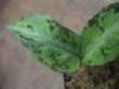 画像4: Aglaonema pictum  "Green Cat" JKT from Aceh【AZ0215-1】