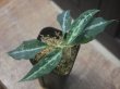 画像2: Aglaonema pictum "Multicolor Axis" HD from Aech barat【AZ0420-1b】No.2