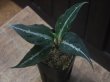 画像2: Aglaonema pictum  "ちゃんぷーる" HD from Aceh barat【AZ1021-4】