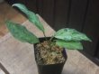 画像1: Aglaonema pictum "ちゃんぷーる" from Pulau Pade【AZ0421-1】