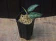 画像4: Aglaonema pictum "ちゃんぷーる" from Pulau Pade【AZ0421-1】