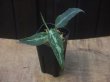 画像4: Aglaonema pictum "Multicolor 蒼" HD from Aech barat【AZ0420-1a】