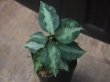 画像1: Aglaonema pictum "NIRVASH"  from Pulau Nias【AZ0611-3】ver MES