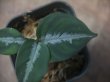 画像3: Aglaonema pictum multicolor "朧鏡月"  from Tigalingga【HW0818-XG】