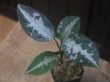 画像1: Aglaonema pictum A "しるば〜らいん" Aceh Sumatera【LA0915-03j】