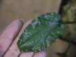 画像1: Cryptocoryne pontederiifolia "Padang sidempuan" Sumatera utara【TB】