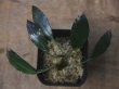 画像1: Araceae "Mahakam hulu" Kalimantan timur【TB】