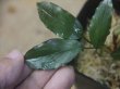 画像2: Araceae "Mahakam hulu" Kalimantan timur【TB】