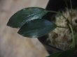 画像2: Araceae "Mahakam hulu" Kalimantan timur【TB】