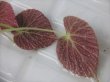 画像2: Begonia decora Cameron Highlands Malaysia【R0718-03】