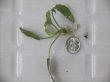 画像1: Cryptocoryne pygmaea Mindanao 【LA1022-01Z】