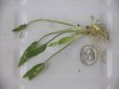 画像1: Cryptocoryne pygmaea Mindanao 【LA1022-01Z】