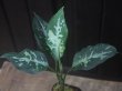 画像1:  Aglaonema pictum "Higherophant Green" from Sumatera barat【AZ0512-X】