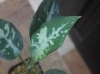 画像3:  Aglaonema pictum "Higherophant Green" from Sumatera barat【AZ0512-X】