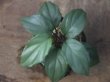 画像1: Homalomena sp. "Silver Bullet GR" from Pulau Lingga 【AZ0917-1】