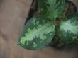 画像3:  Aglaonema pictum "type NIRVASH" from Pulau Nias【AZ0611-3】