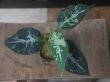画像2:  Aglaonema pictum "Higherophant Green" from Sumatera barat【AZ0512-X】