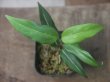 画像1:  Aglaonema vittatum from Pulau Lingga【HW0622-03】