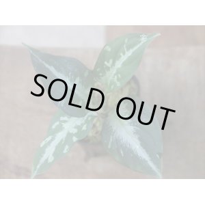 画像:  Aglaonema pictum "Hierophant Green" from Sumatera barat【AZ0512-X】