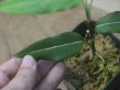 画像3:  Aglaonema vittatum from Pulau Lingga【HW0622-03】