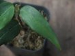 画像3:  Aglaonema vittatum from Pulau Lingga【HW0622-03】