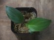 画像1: Schismatoglottis sp  "Silver Leaf" from Kalbar【AZ0823-3】