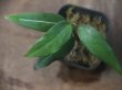 画像4:  Aglaonema vittatum from Pulau Lingga【HW0622-03】