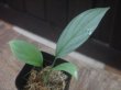 画像1: Schismatoglottis sp  "Silver Leaf" from Kalbar【AZ0823-3】