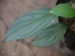 画像1: Schismatoglottis sp  "Silver Leaf" from Kalbar【AZ0823-3】