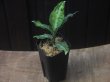 画像4:  Aglaonema pictum tricolor from Sibolga Timur【HW0819-05u】