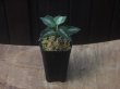 画像4:  Aglaonema pictum tricolor from Sibolga Timur【HW0819-05j】
