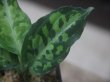 画像3:  Aglaonema pictum tricolor from Sibolga Timur【HW0819-05u】