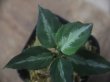 画像2:  Aglaonema pictum tricolor from Sibolga Timur【HW0819-05j】