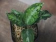 画像1:  Aglaonema pictum tricolor from Sibolga Timur【HW0819-05u】